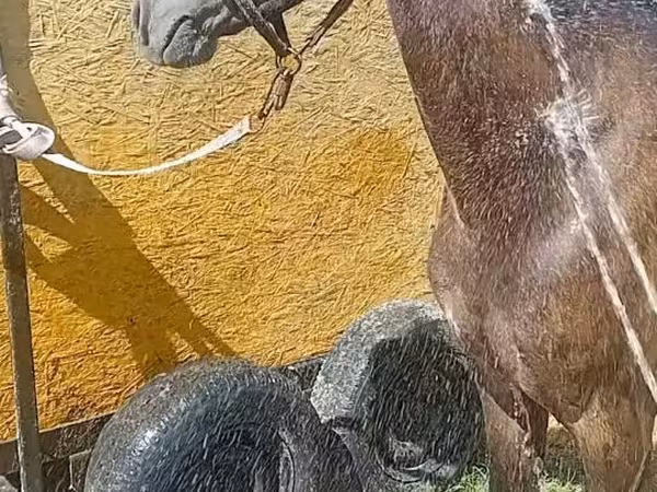 Mare, Horses — Moldova