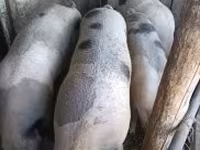 Porci (lot, sex nespecificat), Porci — foto 1