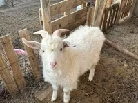 Ri’ lab, Saanen goat — sawirka 1