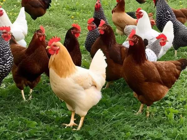 Chickens