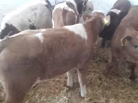 Skot (série, pohlaví neuvedeno), Simmental cattle — foto 6