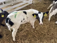 公牛, Cattle — 照片 3
