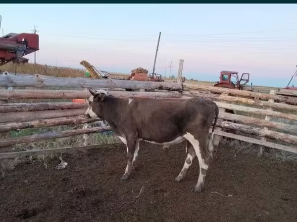 Bull, Cattle