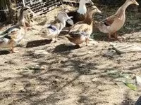 Ducks — photo 1