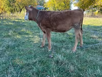 Mucca, Bovini — foto 2
