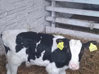 Dibi, Russian Black pied cattle — sawirka 1