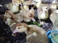 Ducks — عکس 7