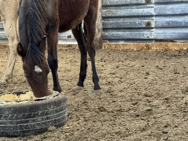 Cavallo, Cavalli