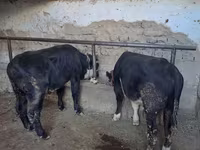 گاو نر, آبرادین-آنگوس — عکس 1