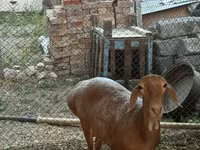 نعجة, Arashan sheep — الصورة 1