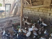Ducks — الصورة 2