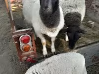 Oaie, Dorper sheep — foto 1