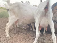 Koza, Alpine goat — zdjęcie 2