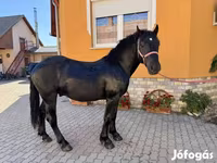 Kuda jantan, Hungarian horse breed — foto 7