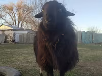 Ram, Sheep — photo 3
