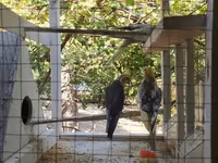 Nimfa (Cockatiel) tutuquşuları və quşlar üçün geniş qəfəs dəsti — عکس 1