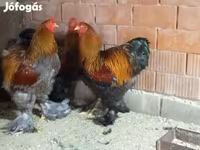 Brahma — foto 2