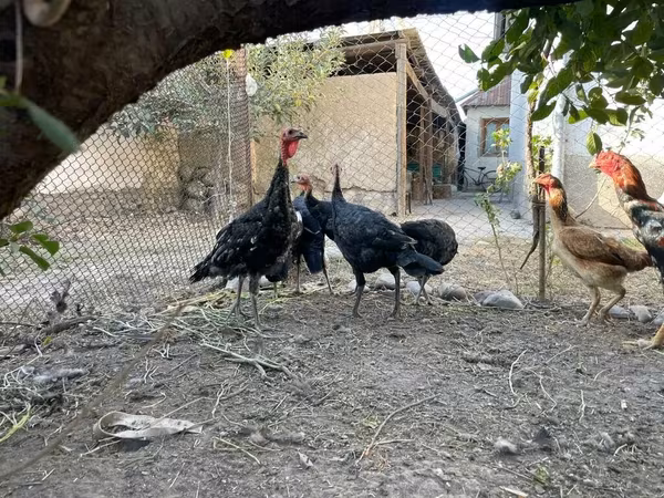Turkeys