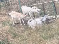 ፍየል, Goats — ፎቶ 1