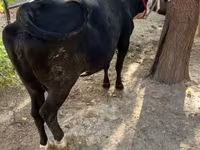 گاو ماده, هرفورد — عکس 4
