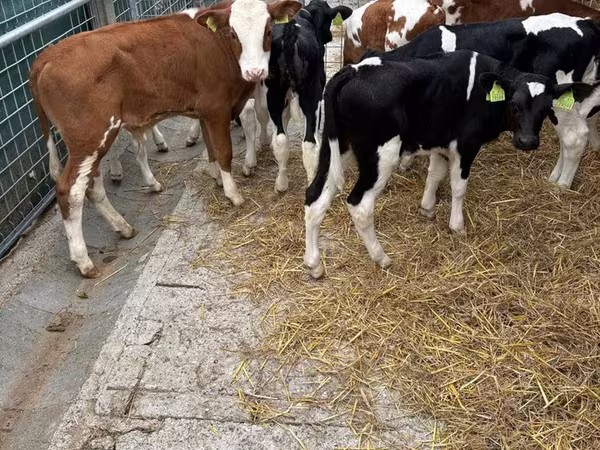 公牛, Simmental cattle