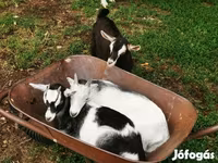 بز نر, بز — عکس 2