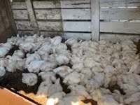 Chickens — 1. fotó