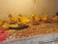 Chickens — zdjęcie 5