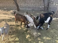 بز ماده, Nubian Goat — عکس 4