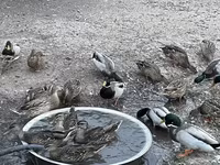 Ducks — zdjęcie 6
