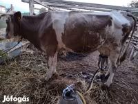 Αγελάδα, Simmental cattle — φωτογραφία 4
