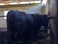 Bull, Red Polled Cow — photo 5