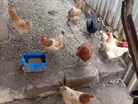 Chickens — รูปภาพ 2