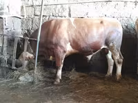 Ցուլ, Simmental cattle — լուսանկար 1