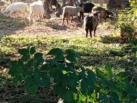 Billy Goat, Goats — photo 4