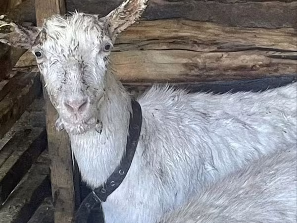 بکری, Saanen goat