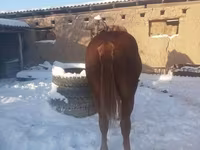 اسب نر, اسب — عکس 4