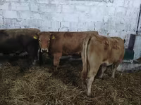 암소, Simmental cattle — 사진 6