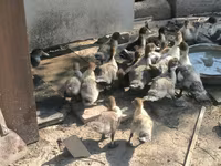 Ducks — รูปภาพ 6