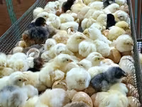 Chickens — รูปภาพ 5