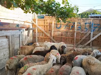 قوچ, گوسفند — عکس 1