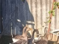 Geese — фото 1