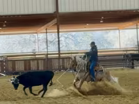 Mare, Quarter Horse — photo 2