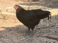 Chickens — ছবি 3