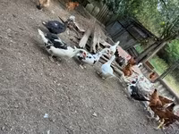 Ducks — புகைப்படம் 4