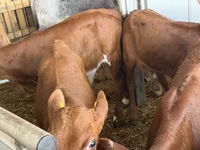 Lembu ternakan (lot, jantina tidak dinyatakan), Cattle — foto 2