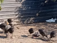 Turkeys — รูปภาพ 5