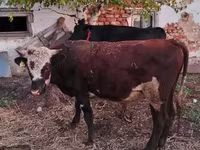 황소, Simmental cattle — 사진 2