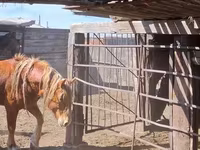 ፈረስ, Horses — ፎቶ 6