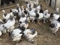 Brahma — foto 2